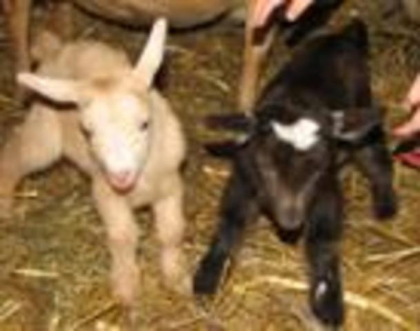 I got my first 2 Goats