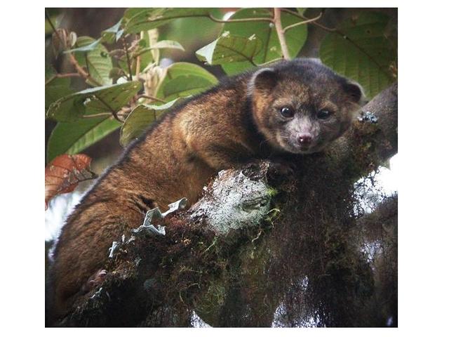 New Raccoon-like Mammal