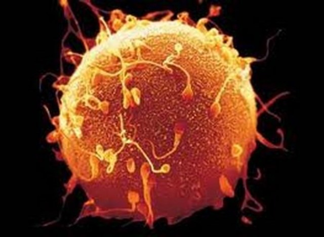 primera y segunda semana de embarazo