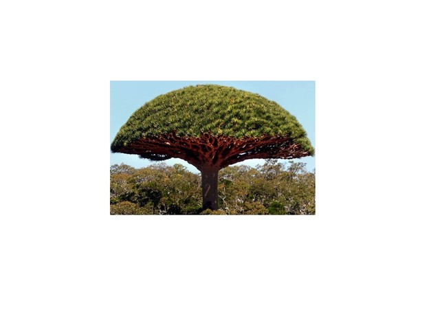 Dragon Tree