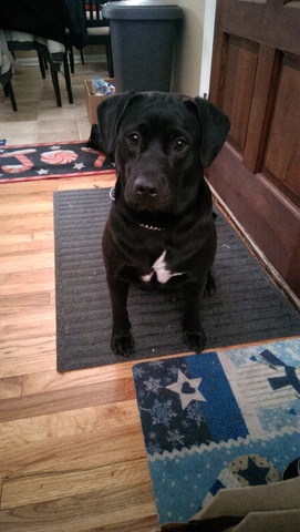 Mi familia obtuvimos un perrito