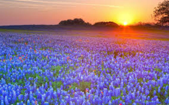 Mom and Dad moved to Texas