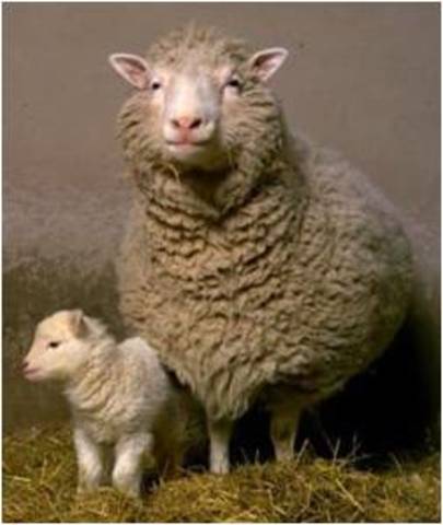 שיבוט הכבשה דולי