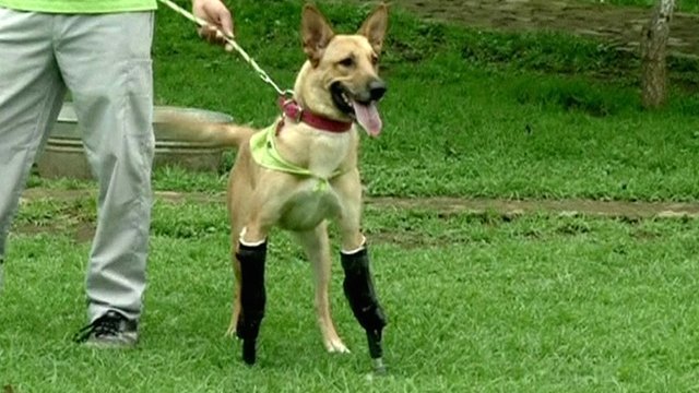 Artifical legs for dogs
