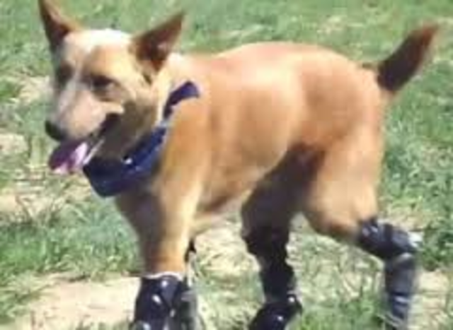 dog 3d printed legs