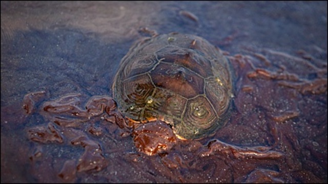 Environmental Project