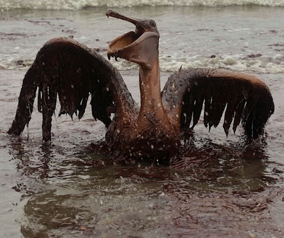 BP oil spill
