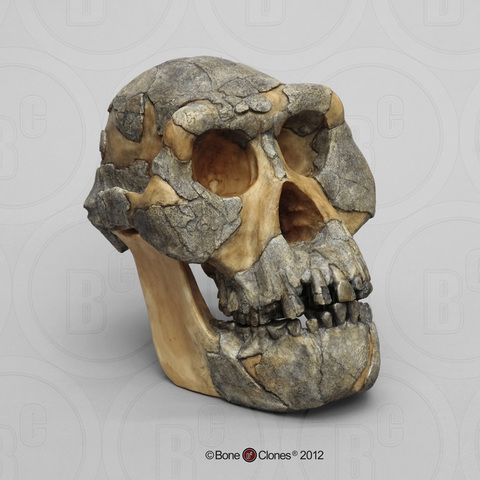 Australopithecus afarensis