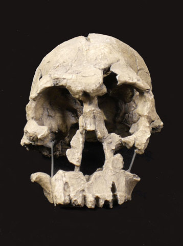 Homo rudolfensis