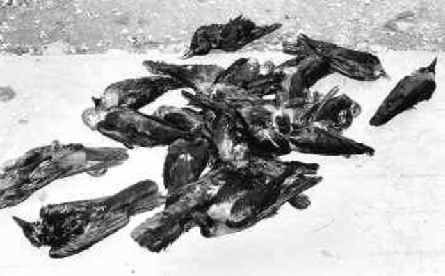 Test Results and Birds