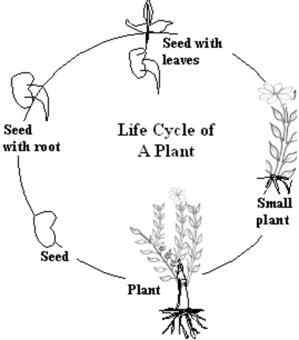 life cycle of a plant