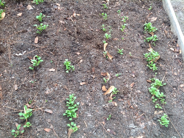 The Moving Of Isa's Raddishes