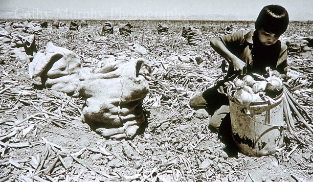 Cesar Chavez drops out of school to work full-time in fields to help parents