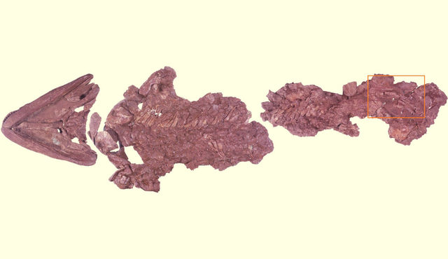 Tiktaalik Fossil