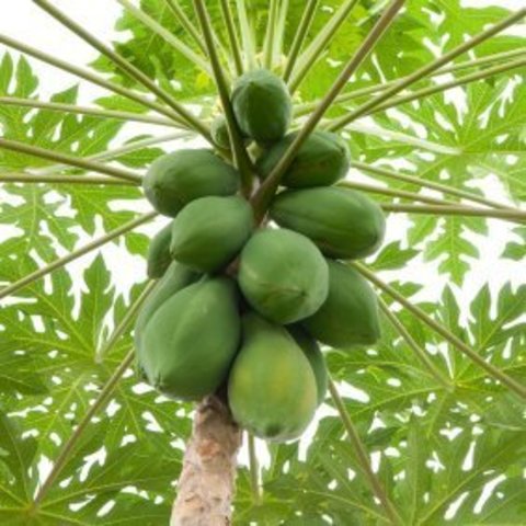 Papaya Tree