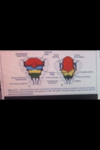 6 SEMANAS DE EMBARAZO