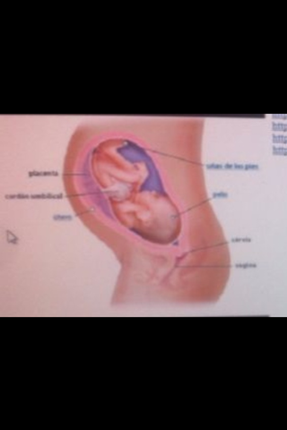 32 SEMANAS DE EMBARAZO