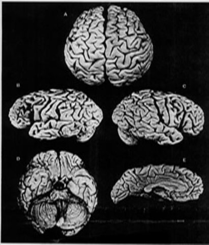 One smart brain-cookie