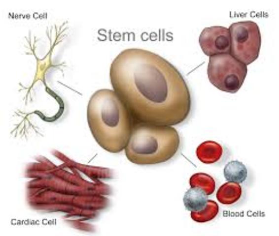 Skin Cells