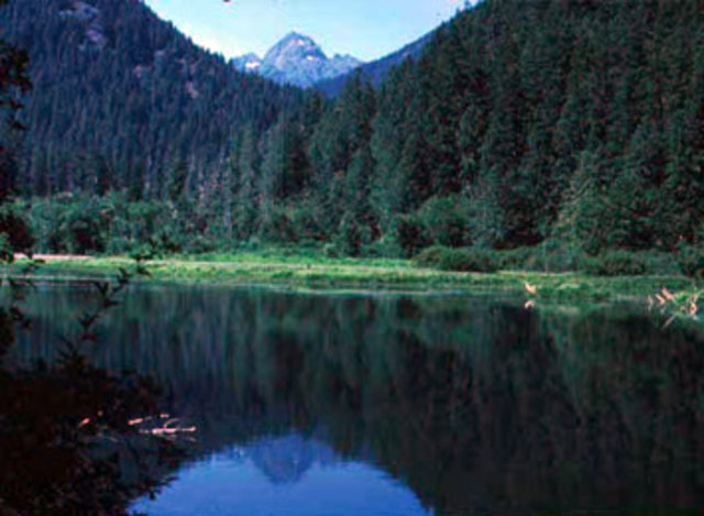 Forest Reserves and Protection