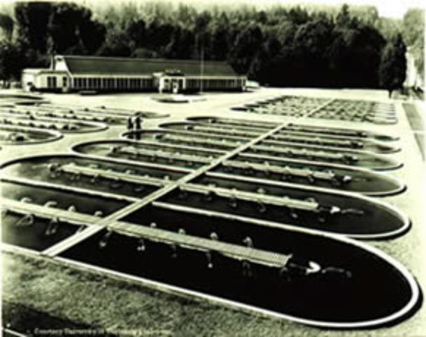 Hatching the Future - Fish Hatcheries in the PNW