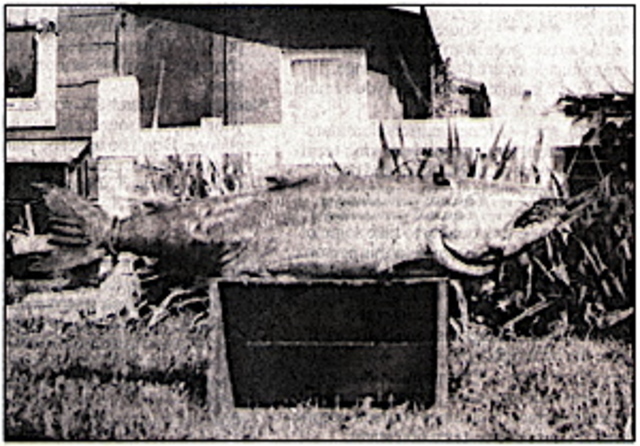 The Spokane River was a spawning ground for Chinook Salmon until 1911, when Washington Water Power built a dam on the Little Falls.