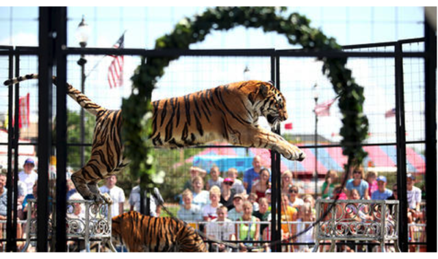 Tigers entertain at Kane County Fair