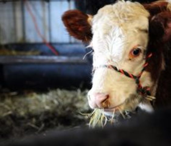 National Organization