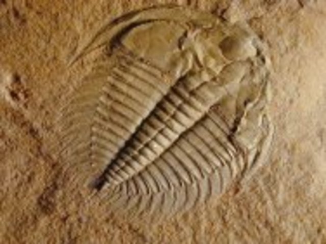 Trilobites abundant