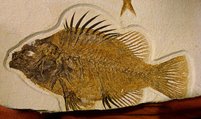 First abundant fish.