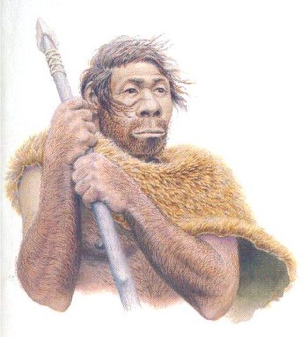 Homo neanderthalensis.