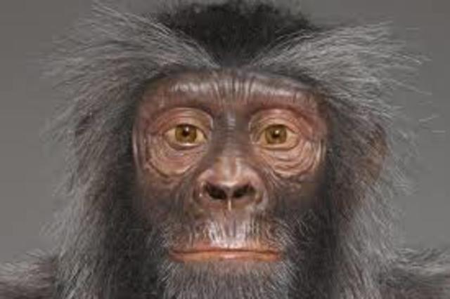 Sahelanthropus tchadensis.