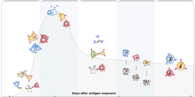 Immune System Timeline