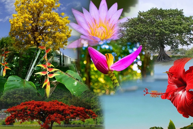 Arboles madereros Puerto Rico