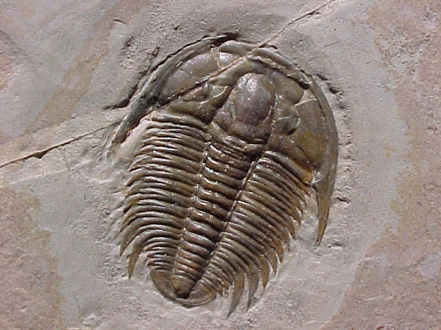 Trilobites Abundant