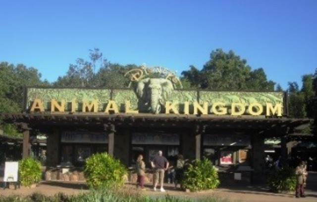 Went to Animal Kingdom with my family and family friends