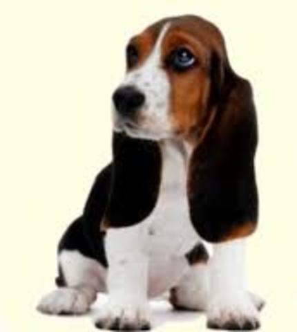 Get my own basset hound