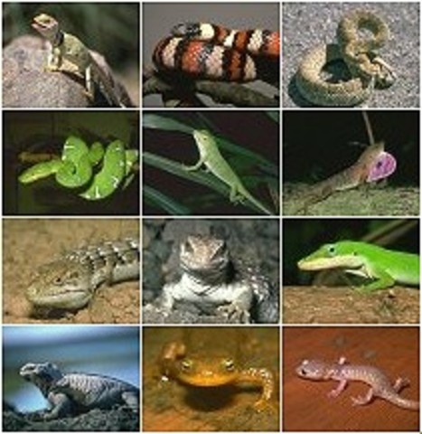 Age of Reptiles