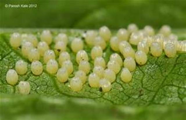 Butterfly Eggs