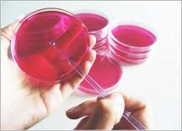 bacterias en medios solidos