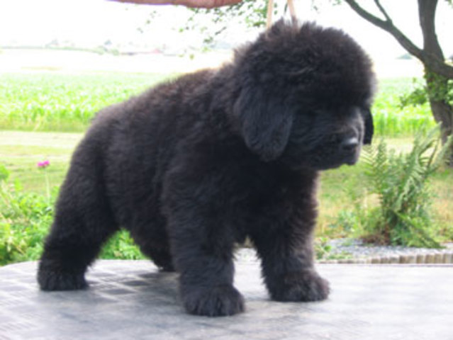 Own a Newfoundland