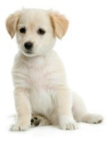 Get a really cute puppy