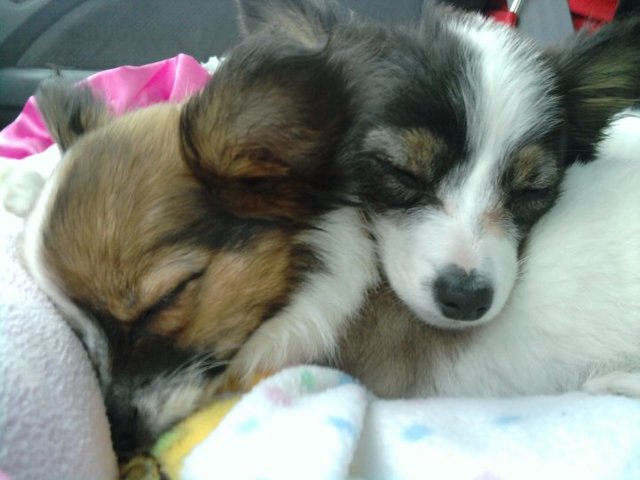 Got Two Puppies!