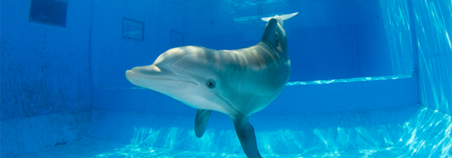 Volunteered at Clearwater Marine Aquarium