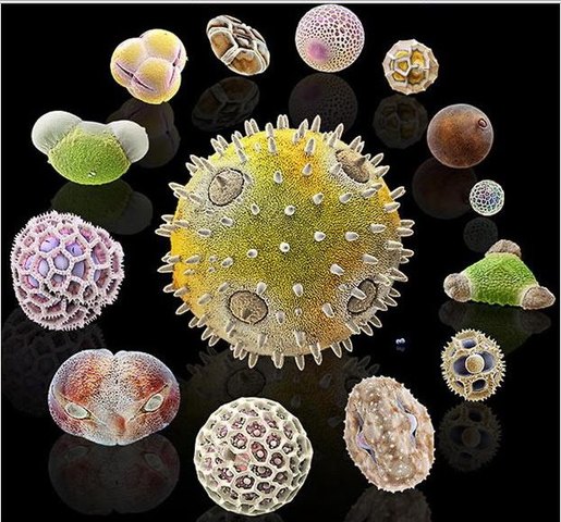 publicacion  de Micrographia