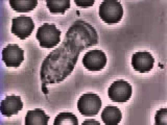 Élie Metchnikoff describe fagocitosis.