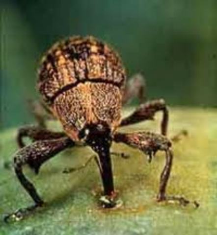 The boll weevil ruins more than 85 percent of the South’s cotton crop