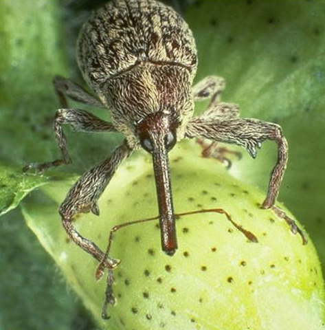 The boll weevil ruins more than 85 percent of the South’s cotton crop.