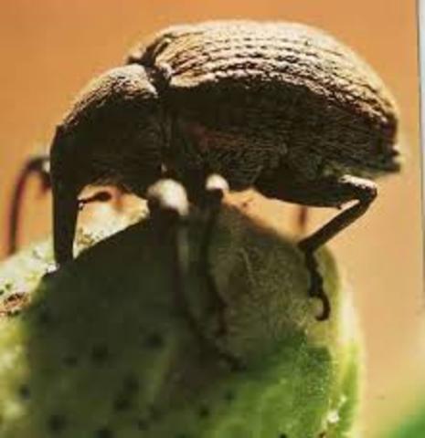 Boll weevil