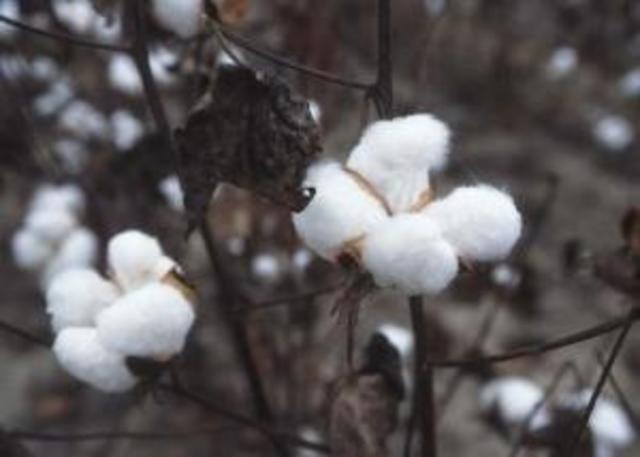 The boll weevil ruins more than 85 percent of the South’s cotton crop